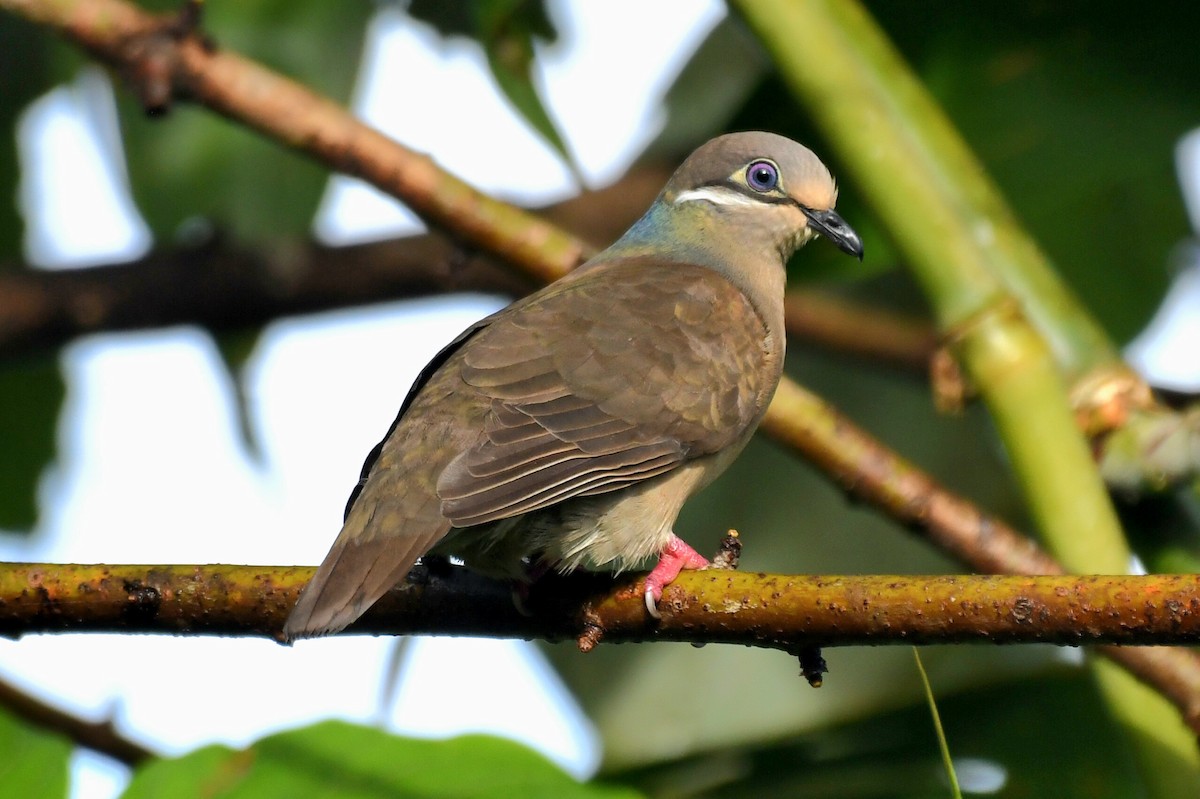 テリアオバト（brevirostris／occipitalis） - ML616261842