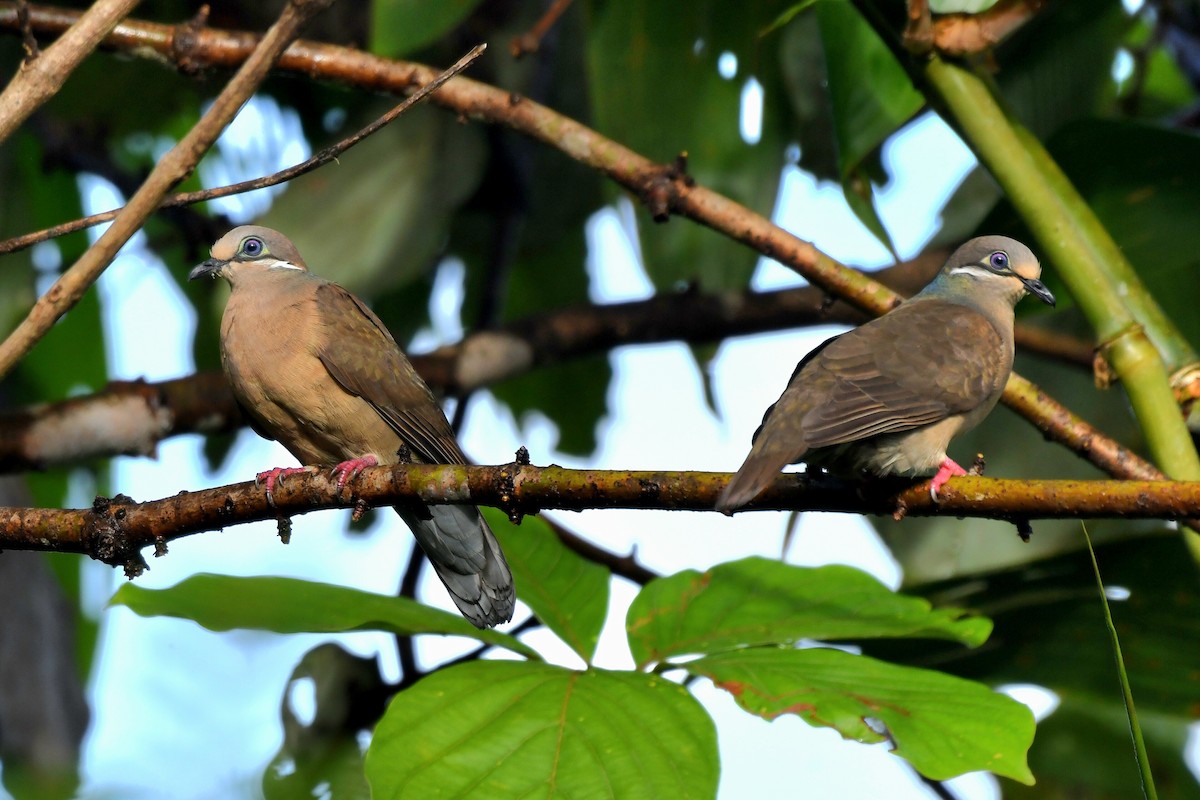 White-eared Brown-Dove (Short-billed) - ML616261845