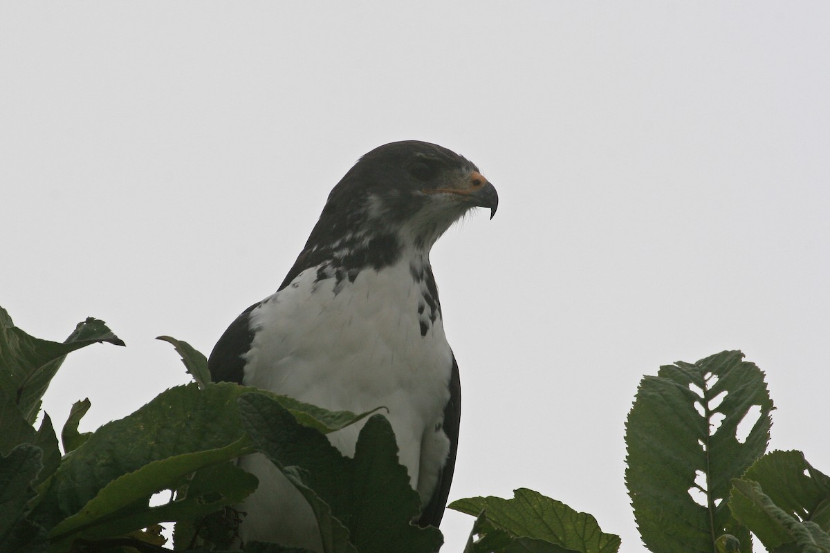 Augur Buzzard (Augur) - ML616261848