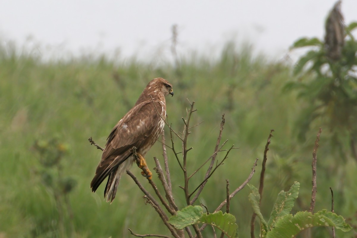 Mountain Buzzard - ML616261870