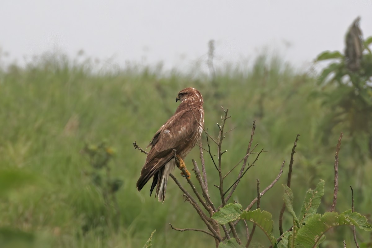 Mountain Buzzard - ML616261871