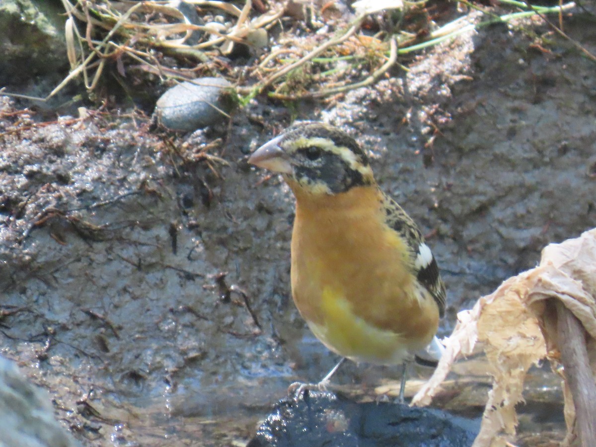 Black-headed Grosbeak - ML616261891