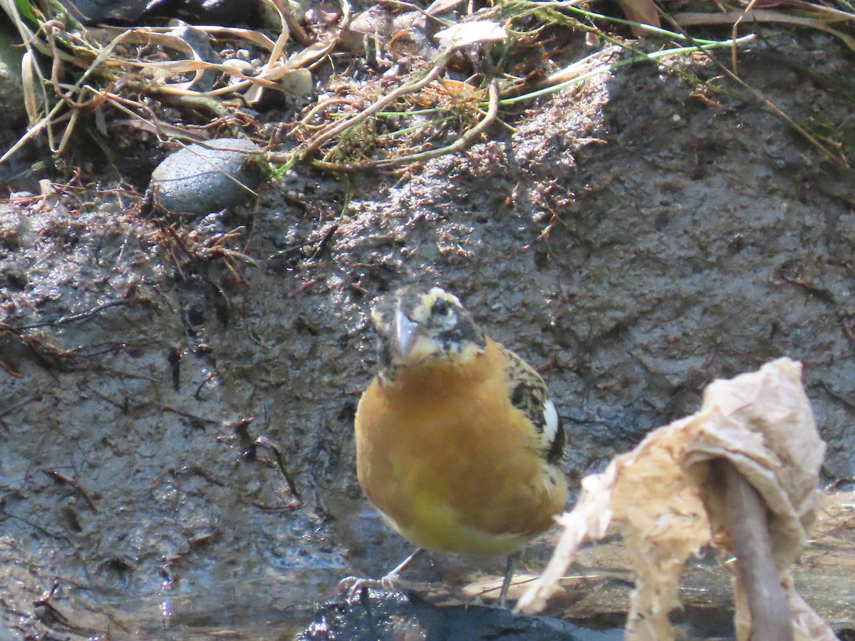 Black-headed Grosbeak - Shirley Reynolds