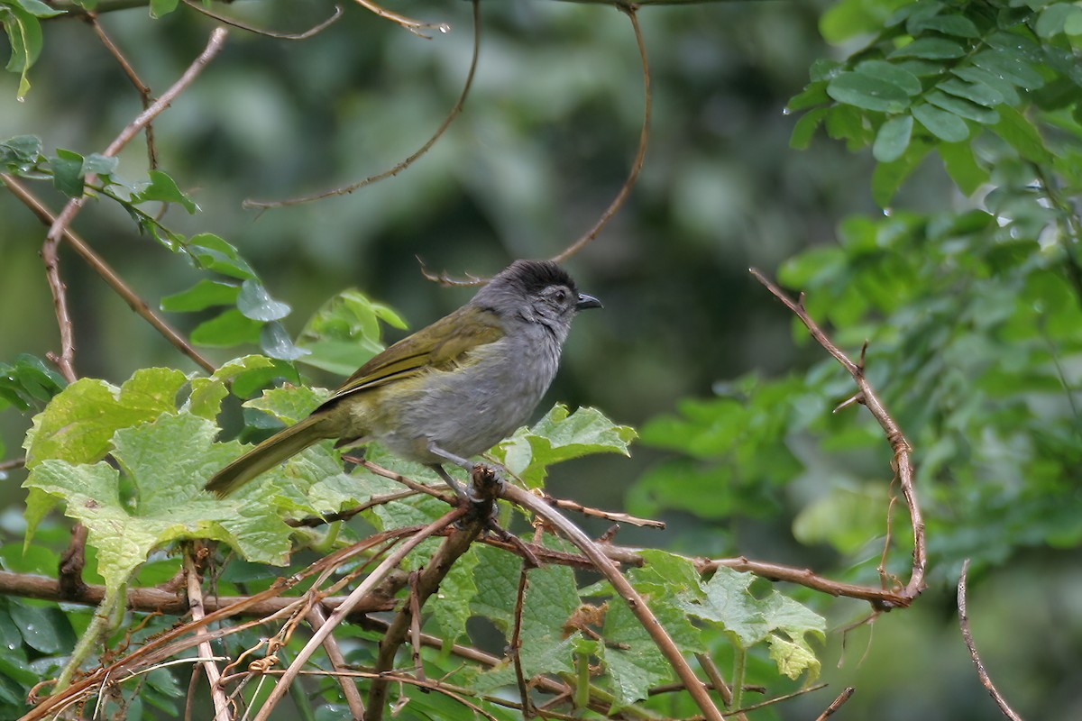 Bulbul à tête sombre - ML616261912