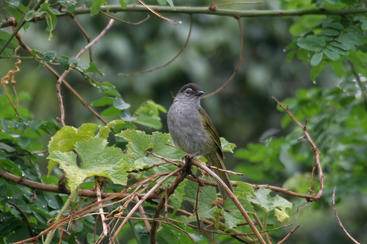 Bulbul à tête sombre - ML616261917