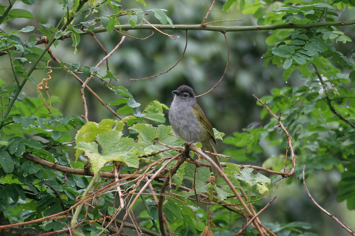 Bulbul à tête sombre - ML616261922