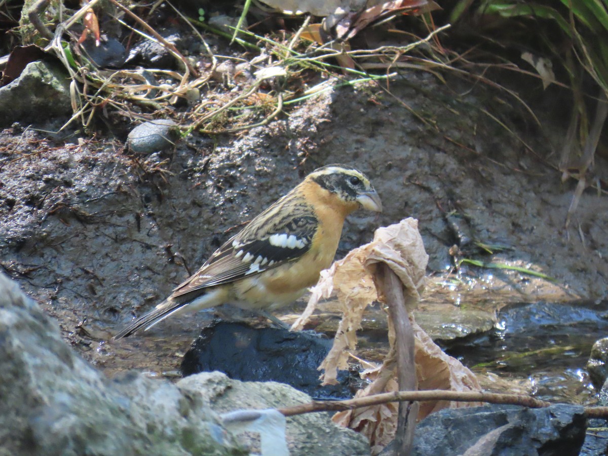 Black-headed Grosbeak - ML616261924