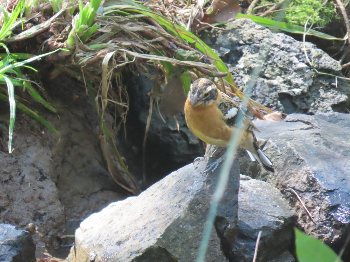 Black-headed Grosbeak - ML616261932