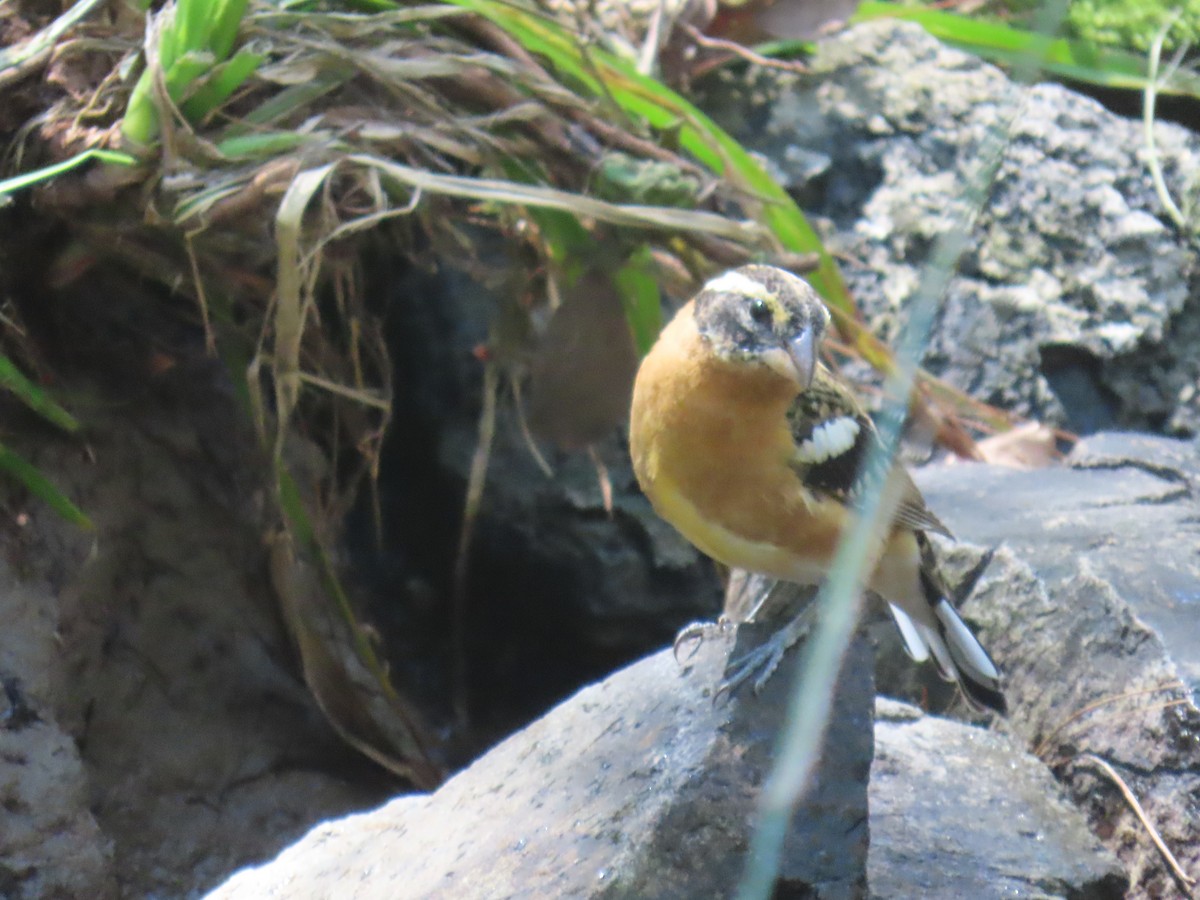 Black-headed Grosbeak - ML616261939