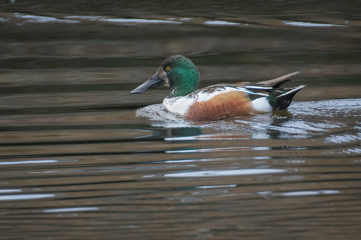 Northern Shoveler - ML616261979