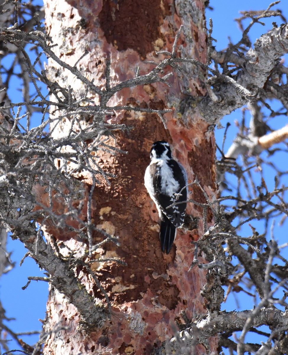 American Three-toed Woodpecker - ML616262020