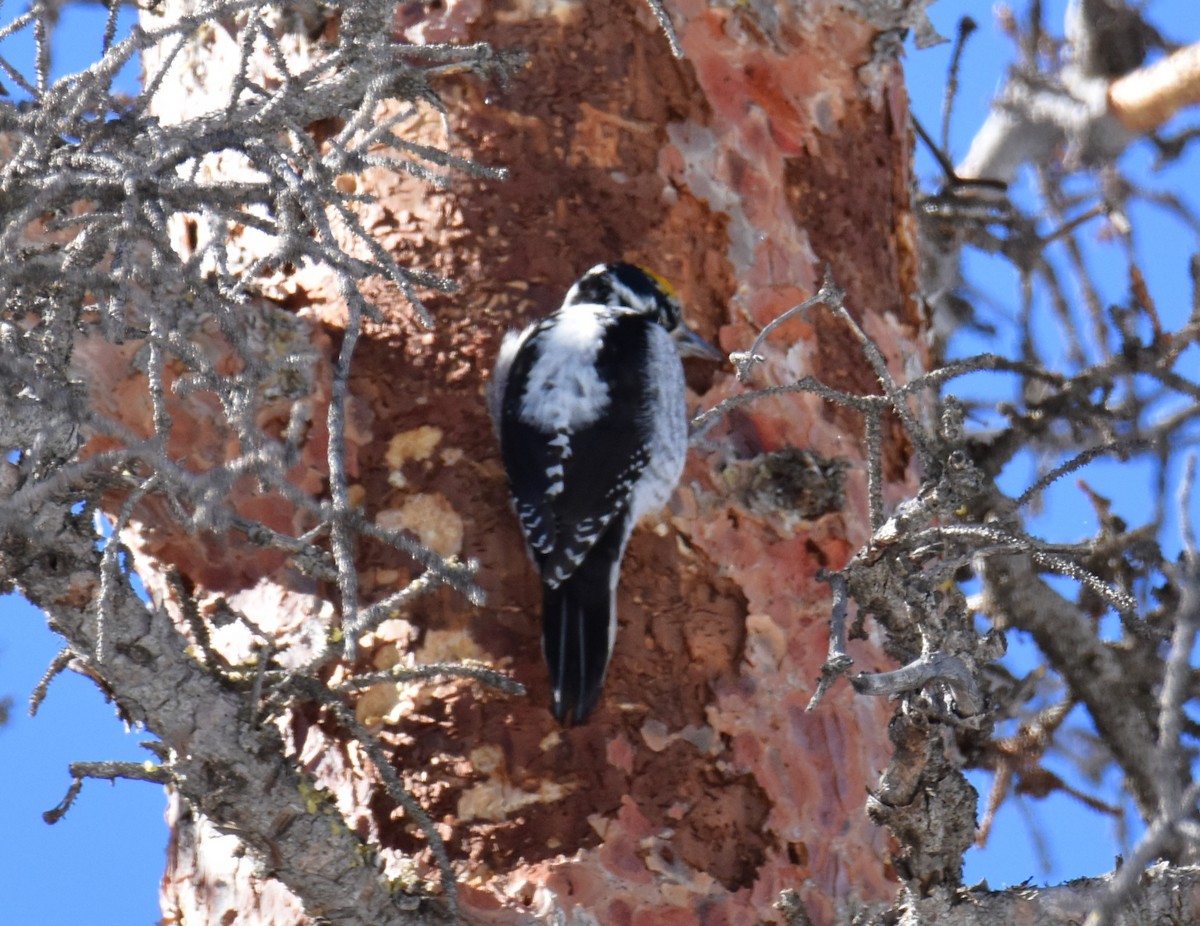 American Three-toed Woodpecker - Zachary Peterson