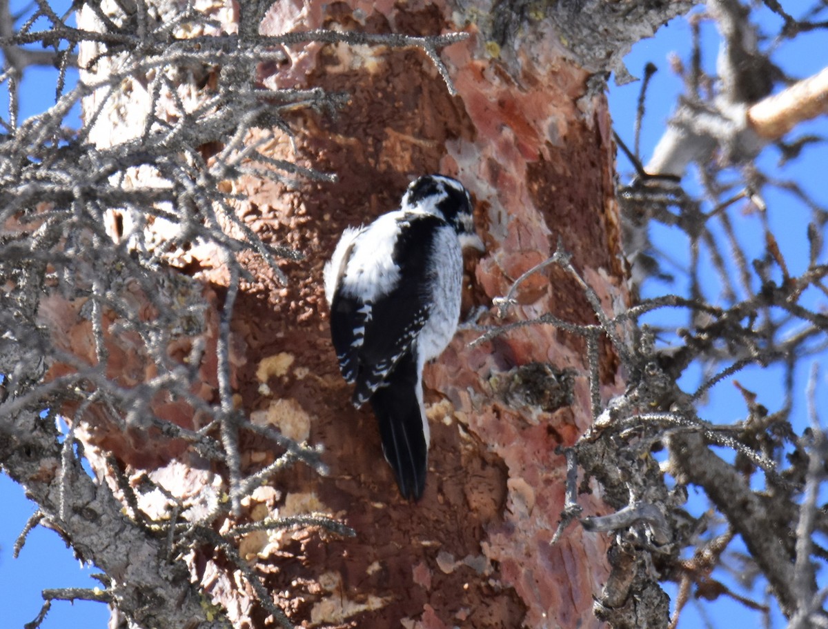 American Three-toed Woodpecker - ML616262027