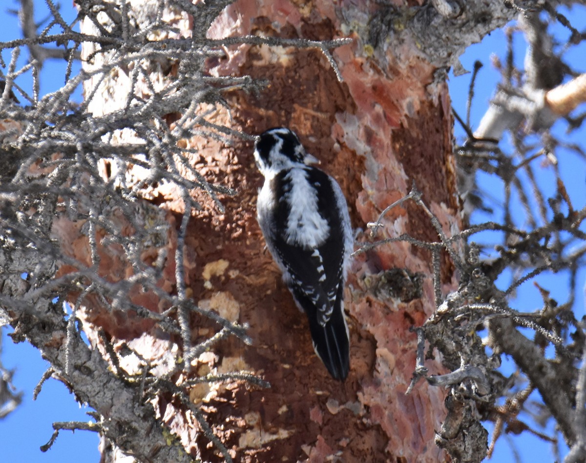 American Three-toed Woodpecker - ML616262032