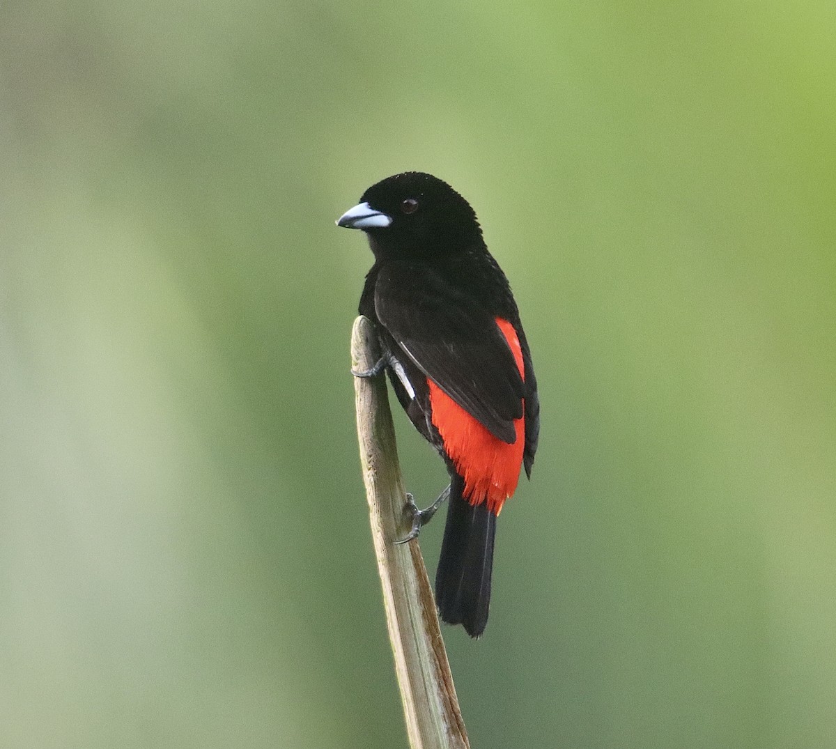Scarlet-rumped Tanager - ML616262042