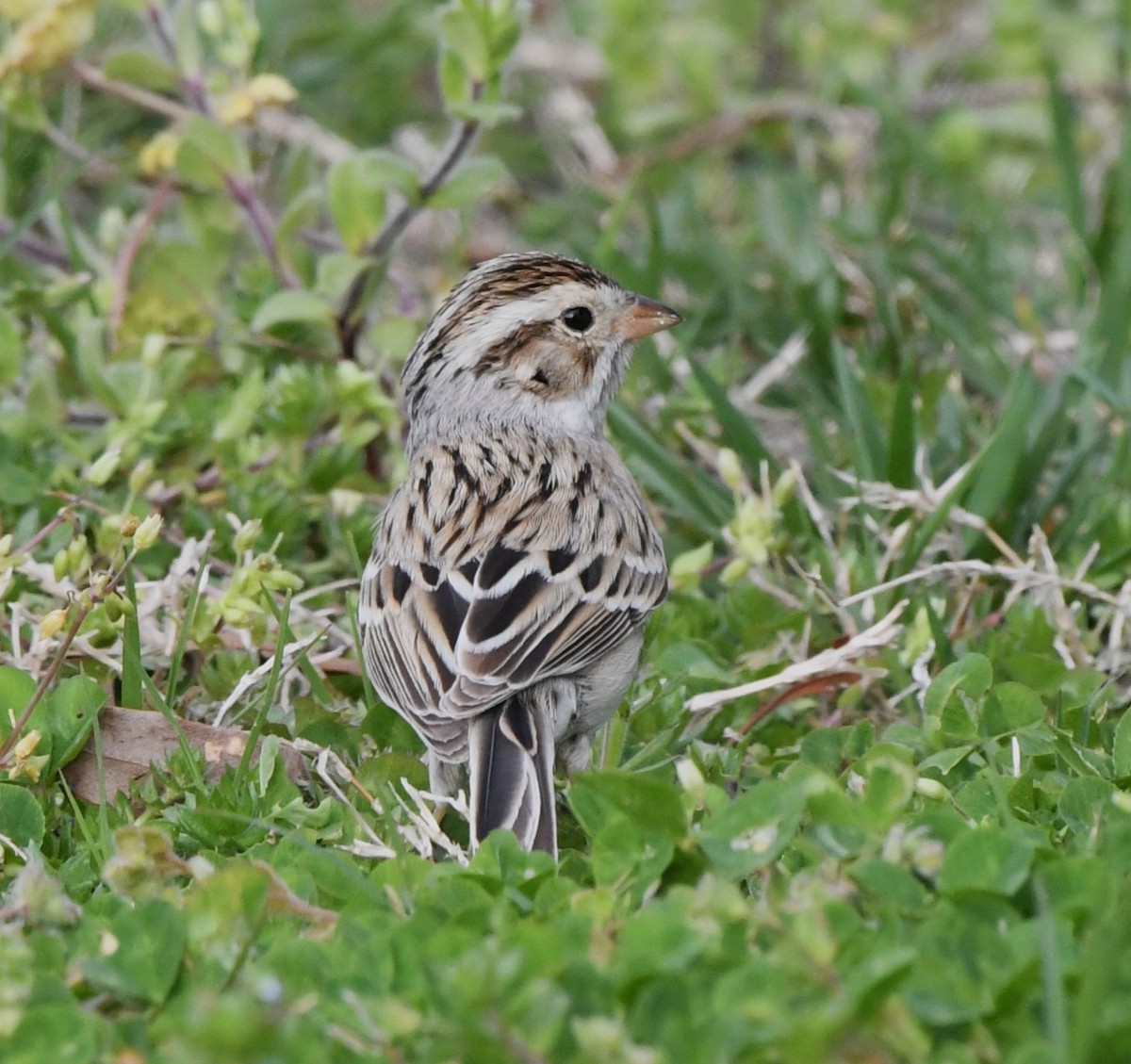 Clay-colored Sparrow - David True