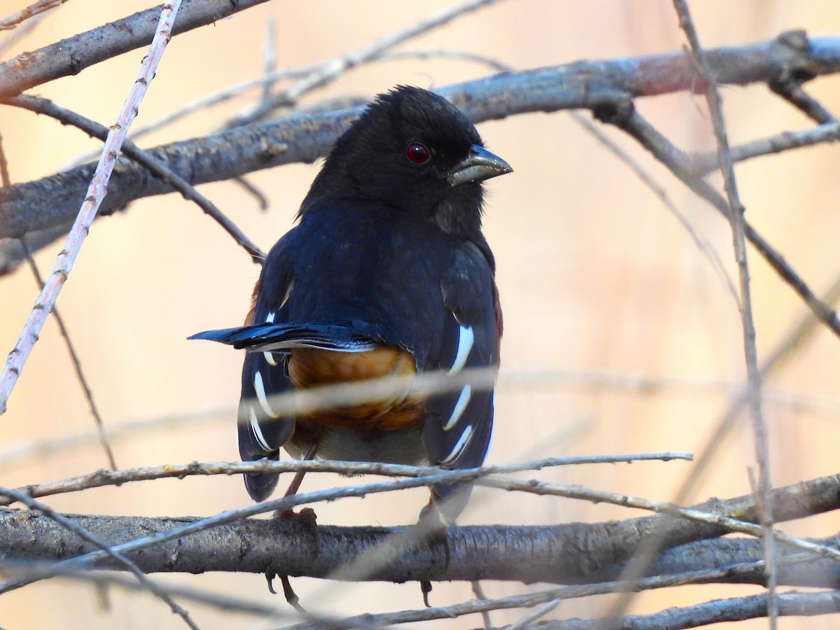 Eastern Towhee - ML616262090