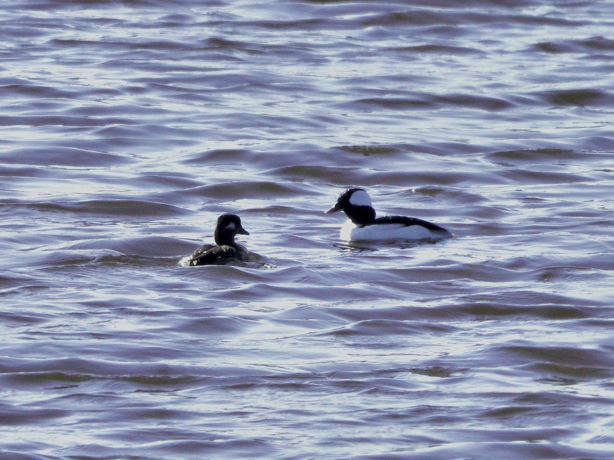 Bufflehead - ML616262106