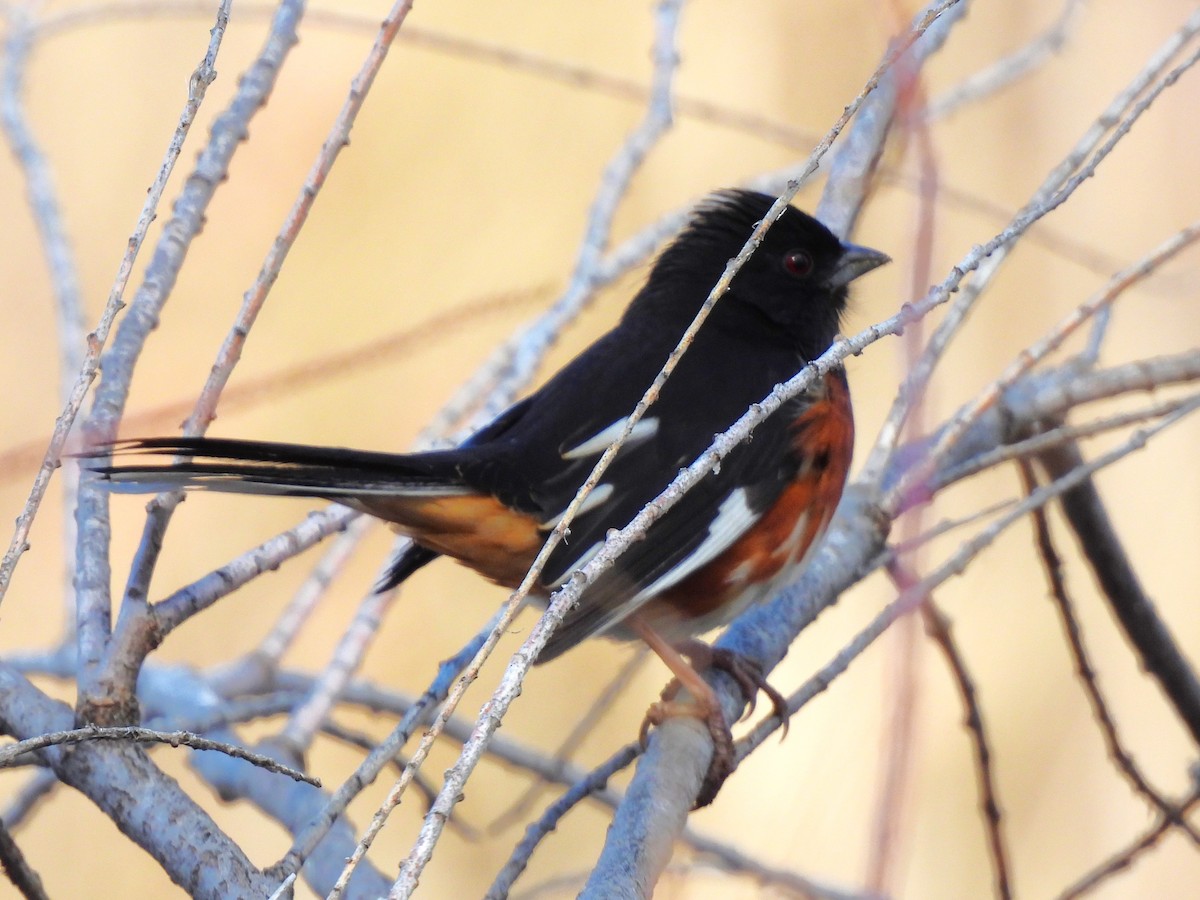 Eastern Towhee - ML616262109