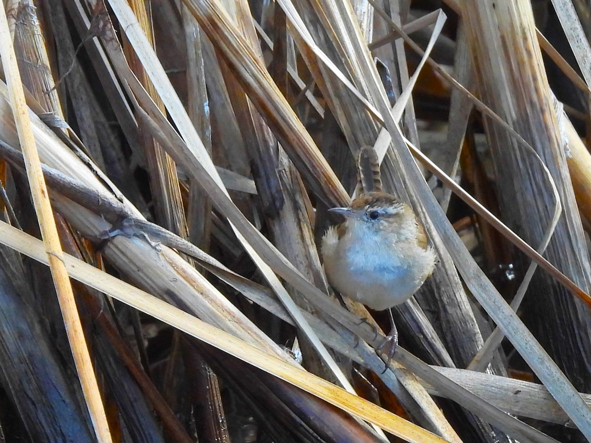 Marsh Wren - ML616262129