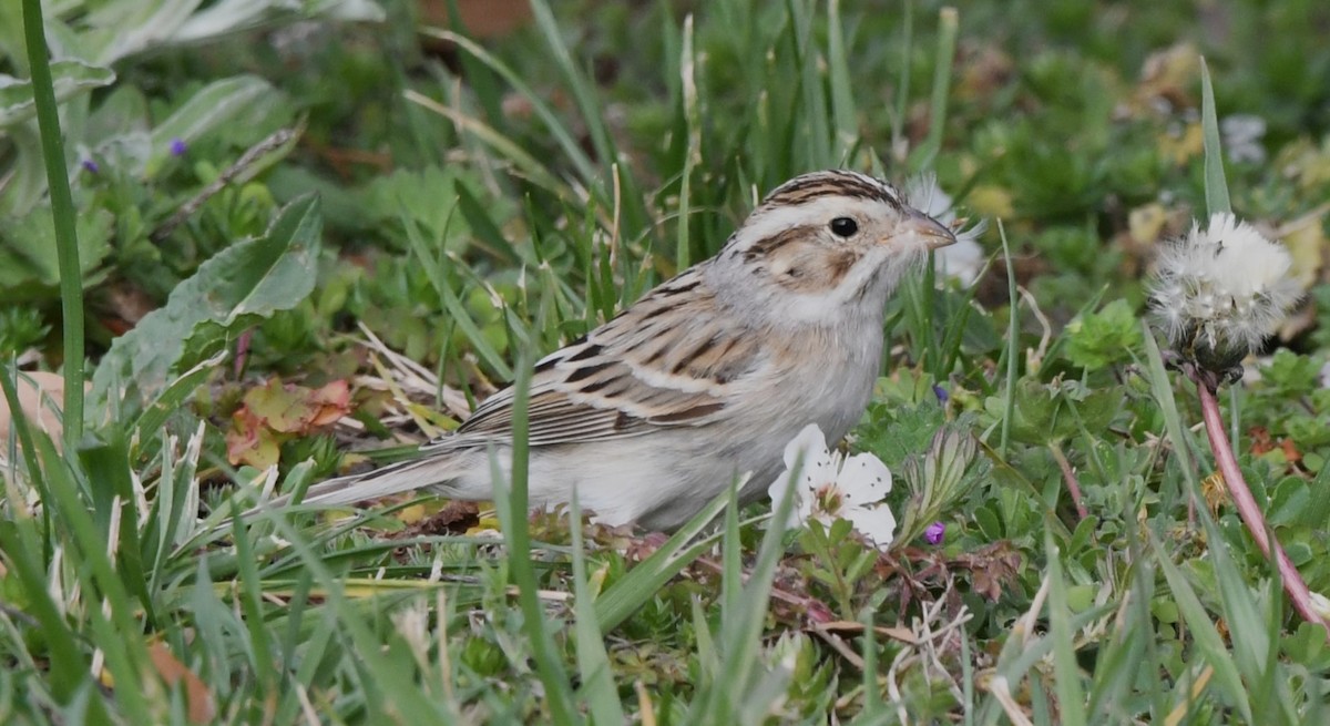 Clay-colored Sparrow - David True