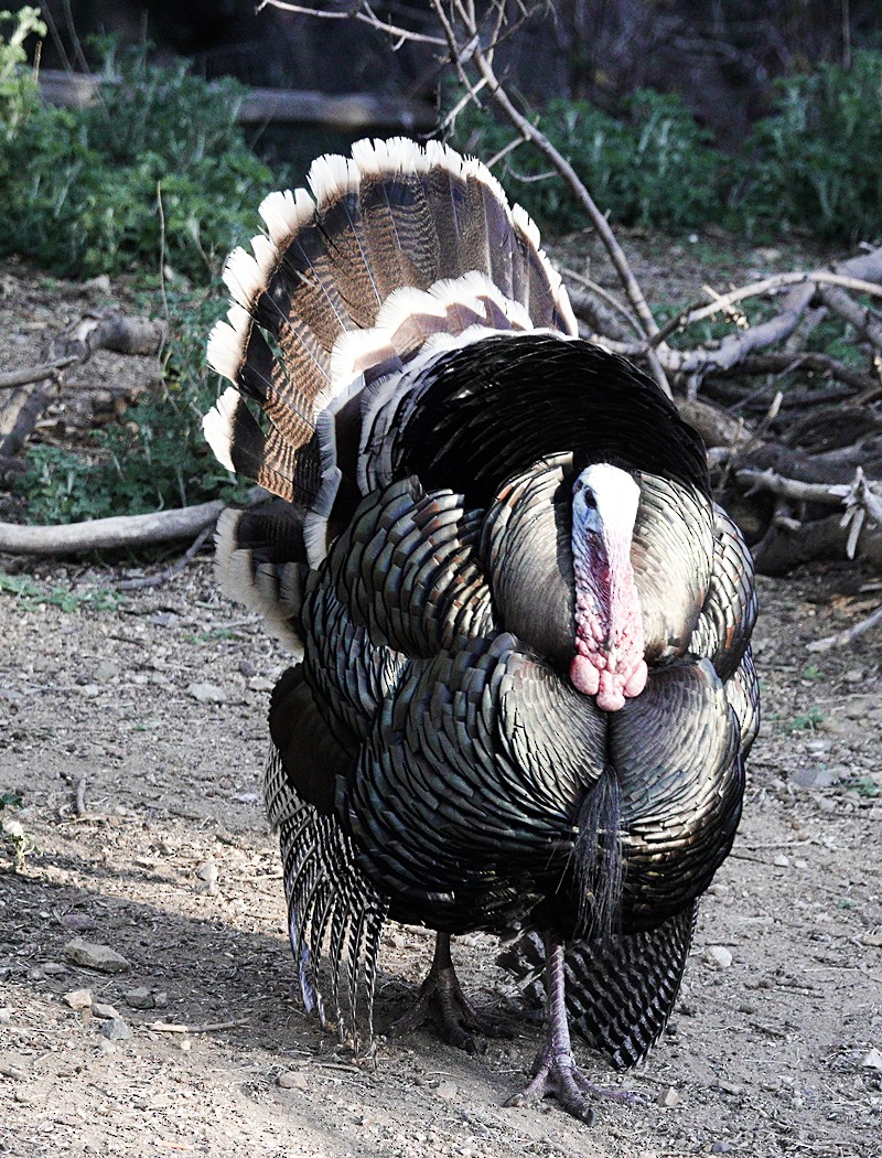 Wild Turkey - ML616262160