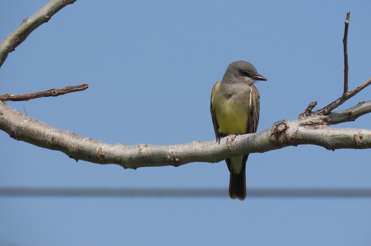 Cassin's Kingbird - ML616262170