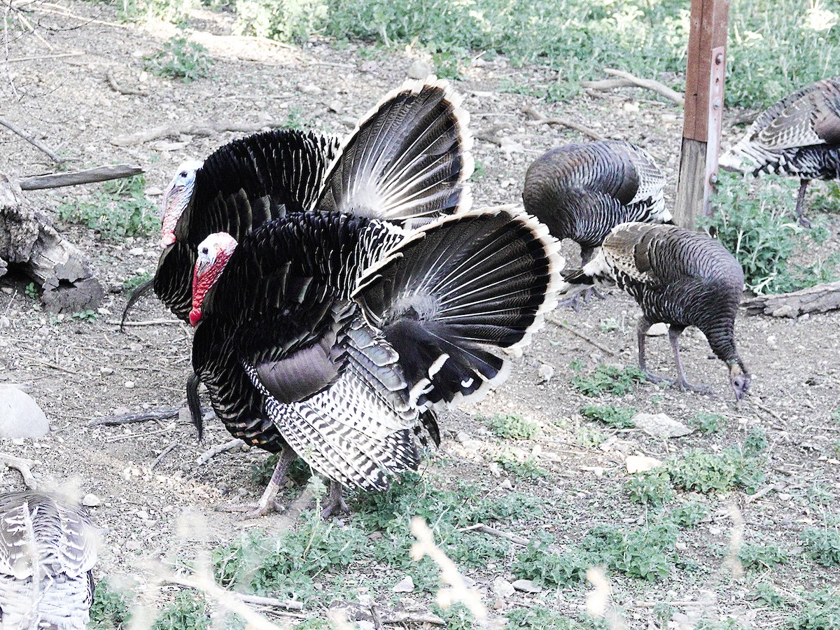 Wild Turkey - ML616262188