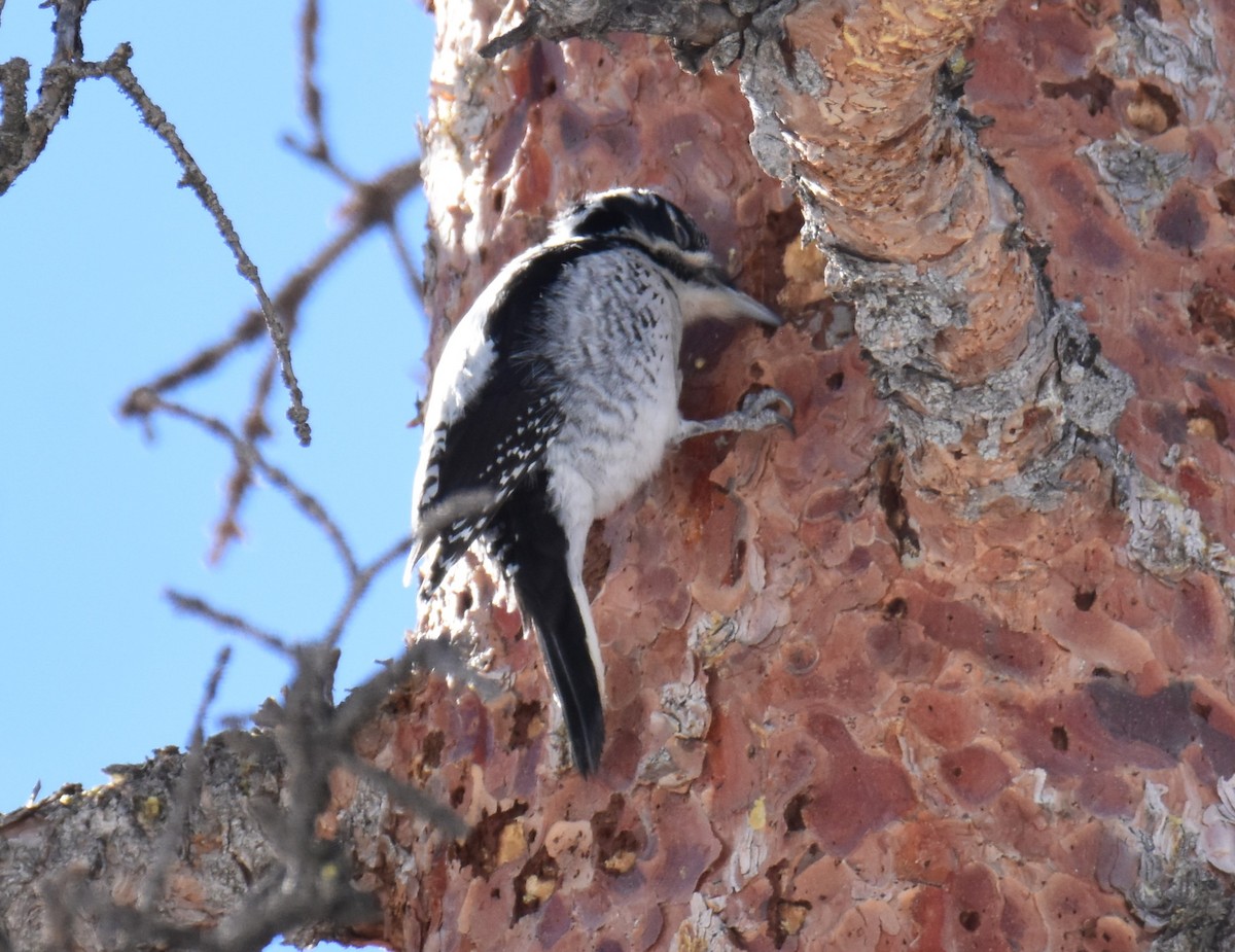 American Three-toed Woodpecker - ML616262196