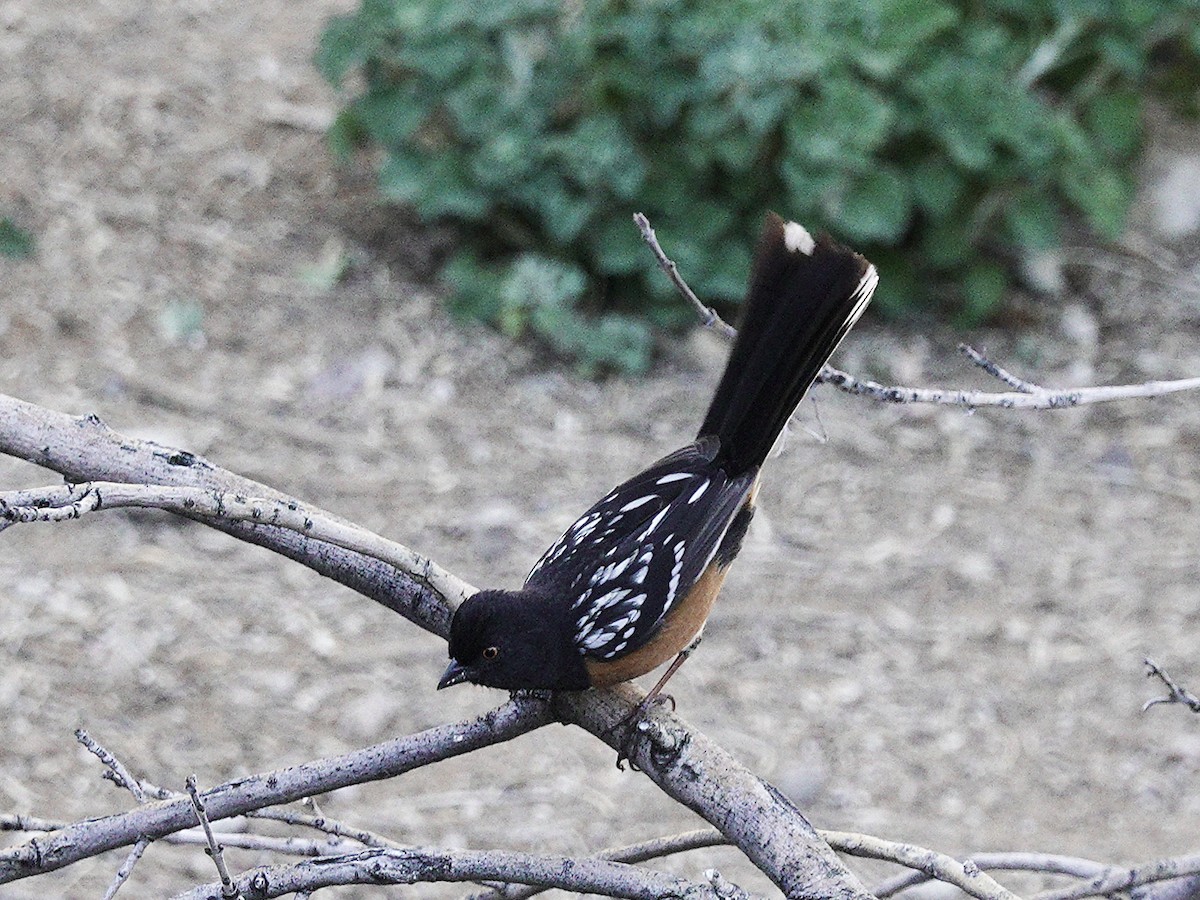 Spotted Towhee - ML616262202