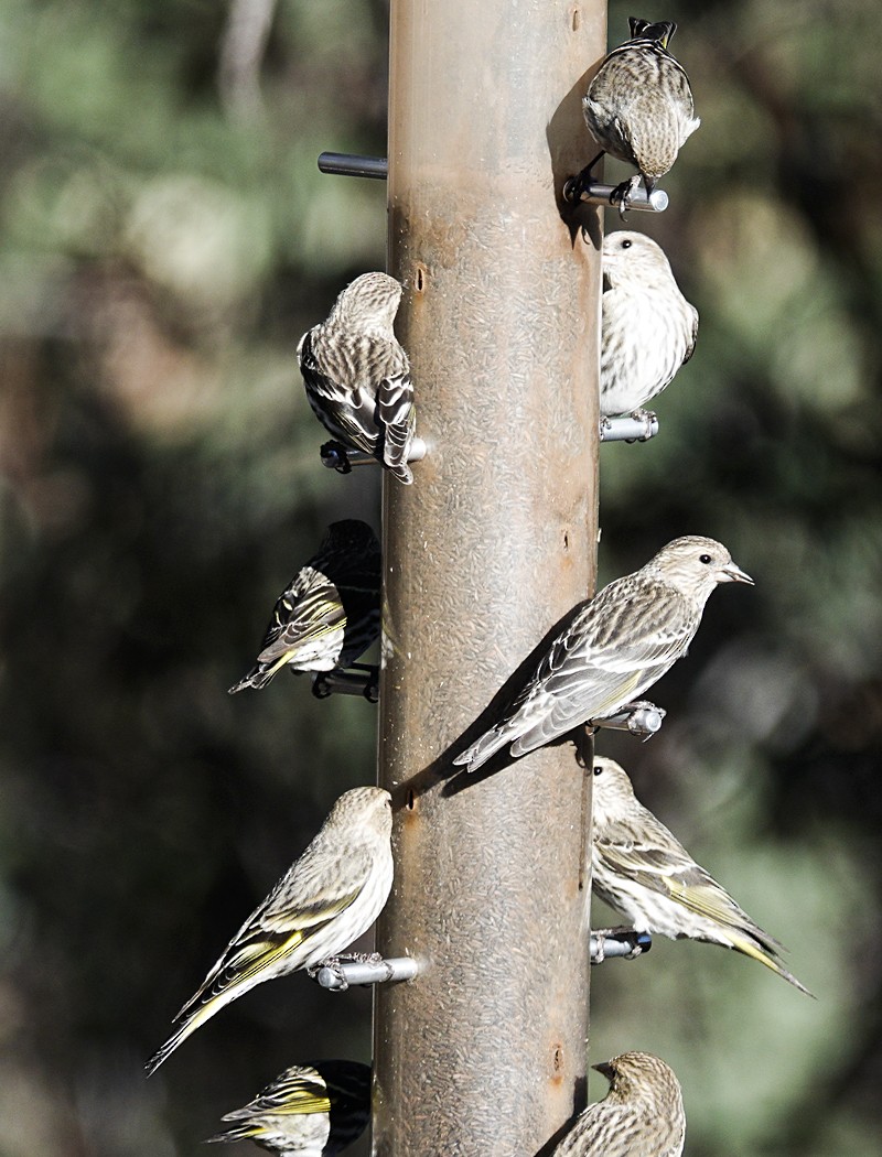 Pine Siskin - ML616262215