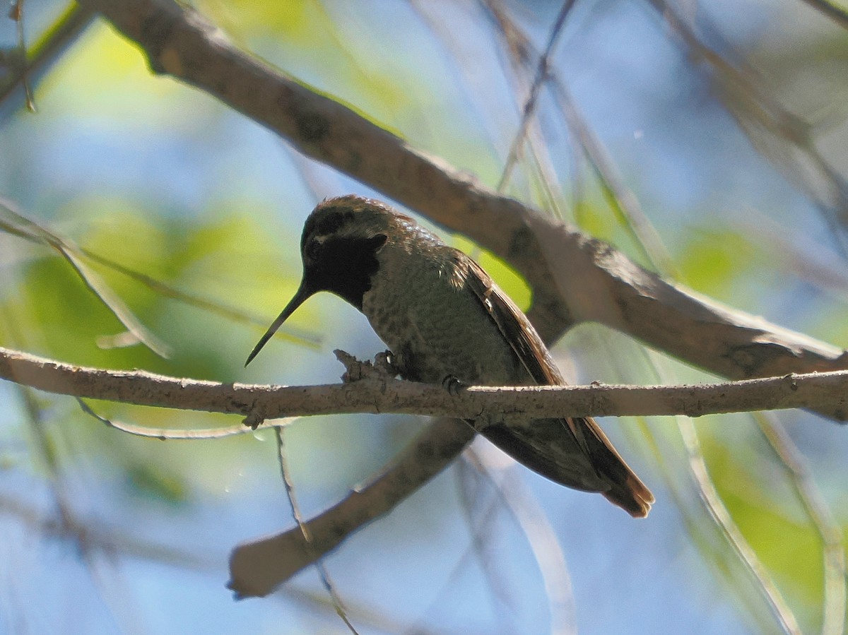 Anna's Hummingbird - ML616262225