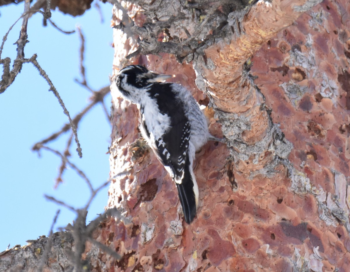 American Three-toed Woodpecker - Zachary Peterson