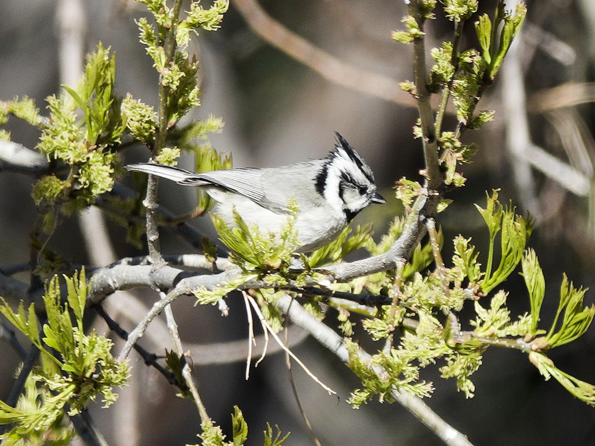 Bridled Titmouse - ML616262302