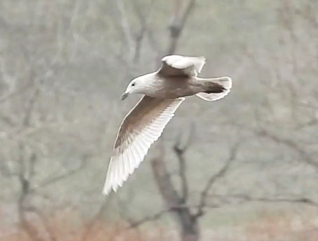 Glaucous-winged Gull - Reba and Allan Dupilka