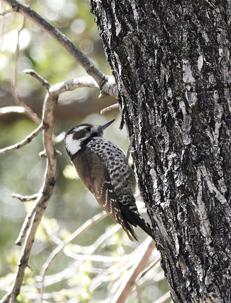 Arizona Woodpecker - ML616262322