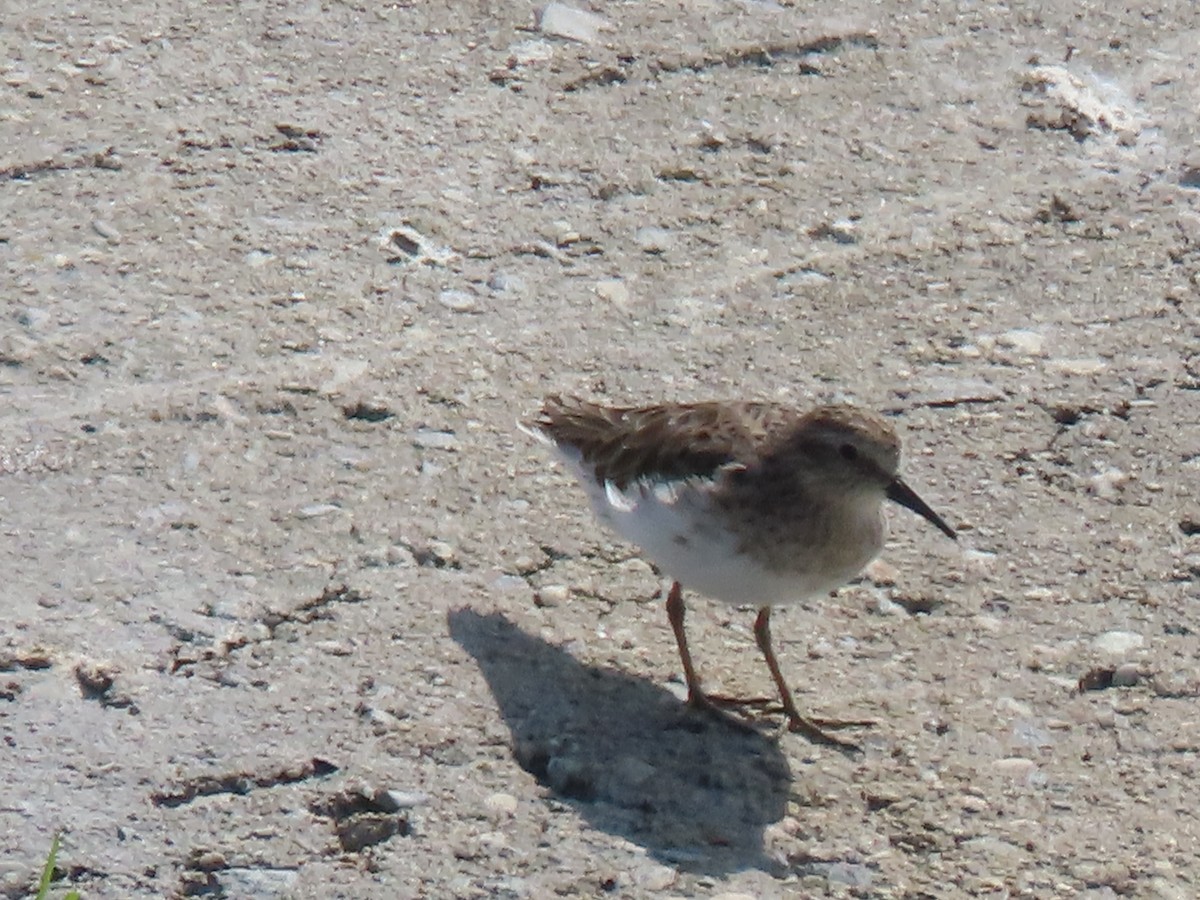 Least Sandpiper - ML616262350