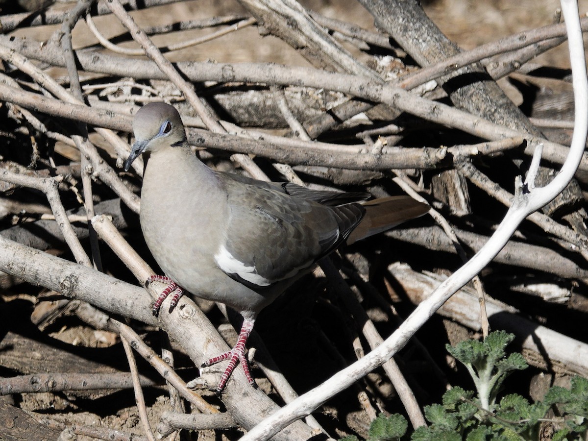 White-winged Dove - Kathleen Dashiell