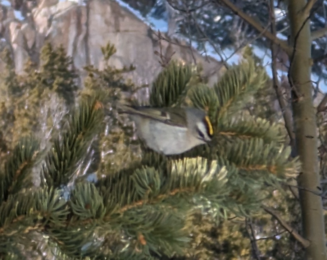 Golden-crowned Kinglet - ML616262359