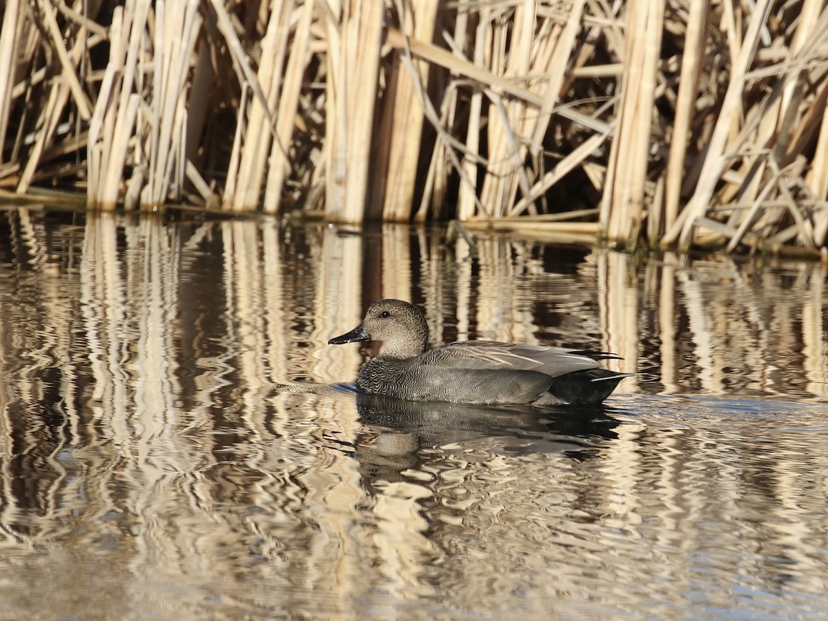 Gadwall - Russ Morgan