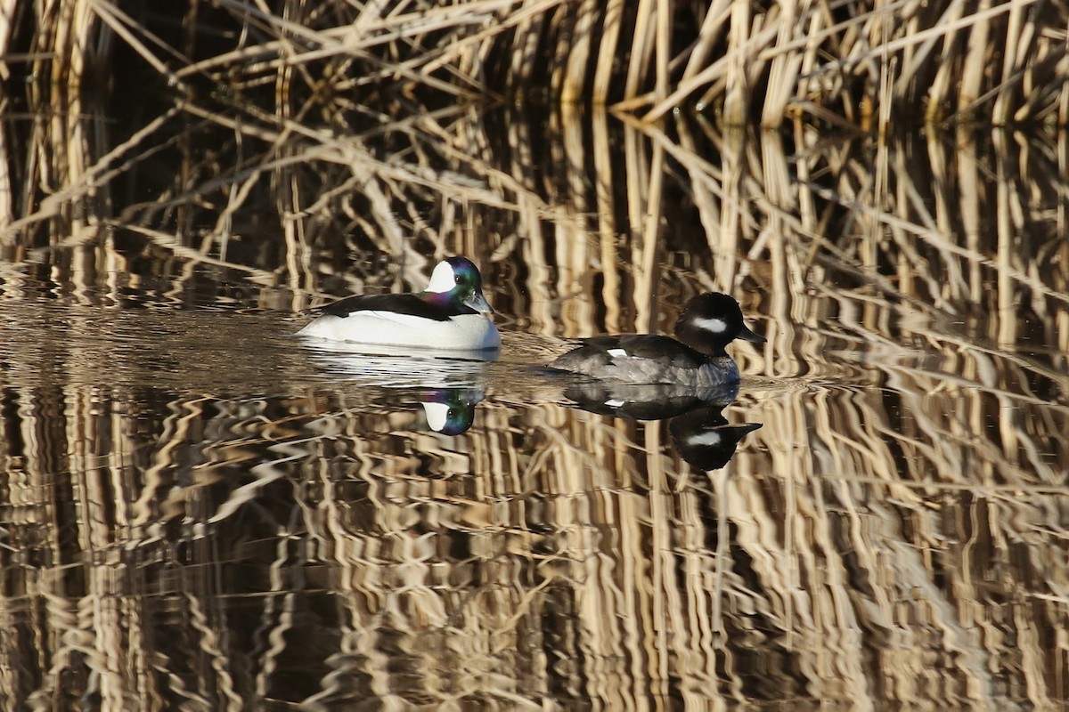 Bufflehead - ML616262474