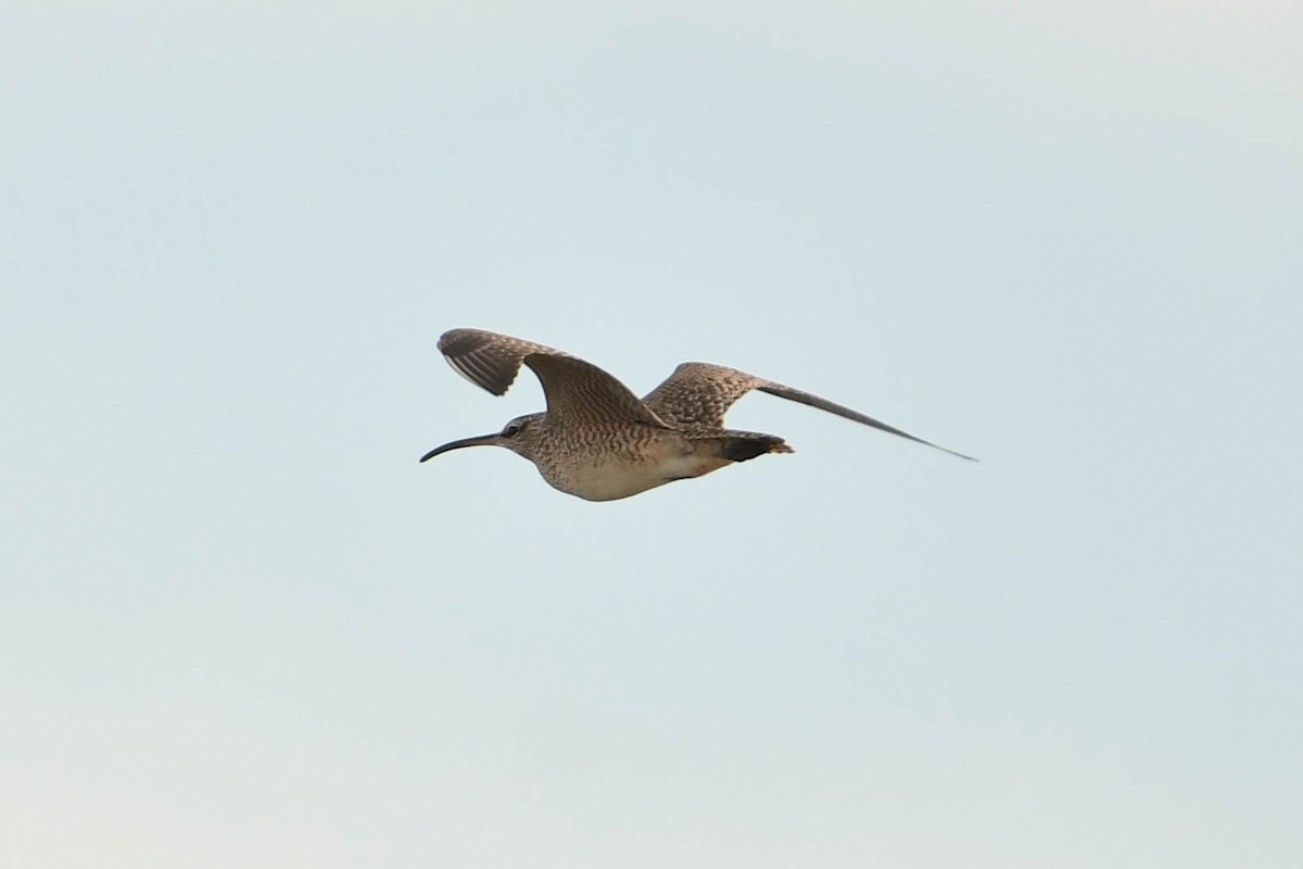 Whimbrel - Amiel Hopkins