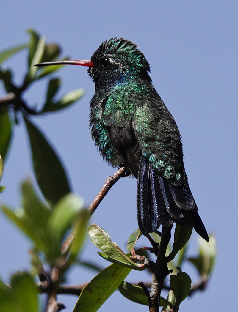 Colibrí Piquiancho Común - ML616262509