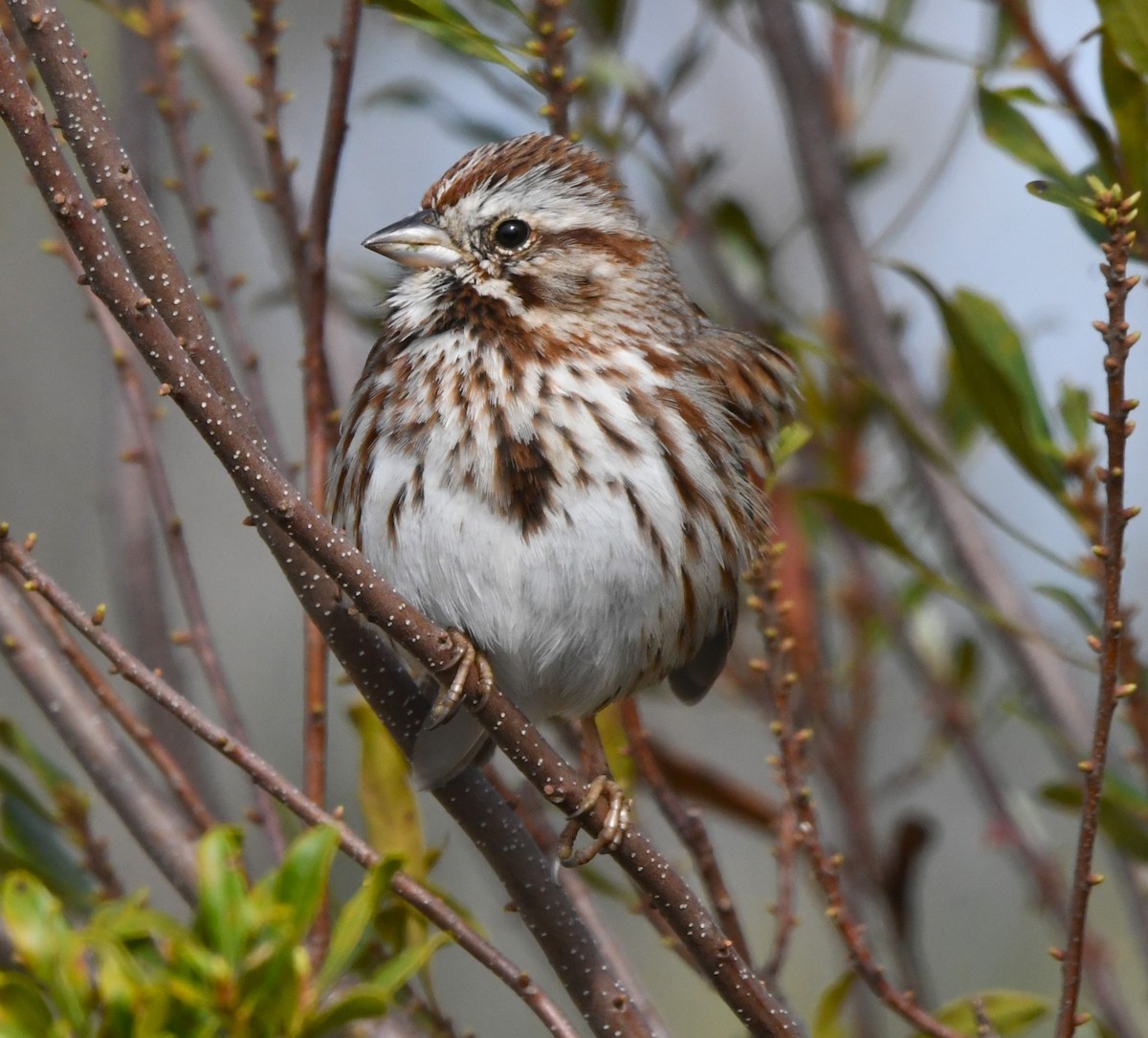 Song Sparrow - David True