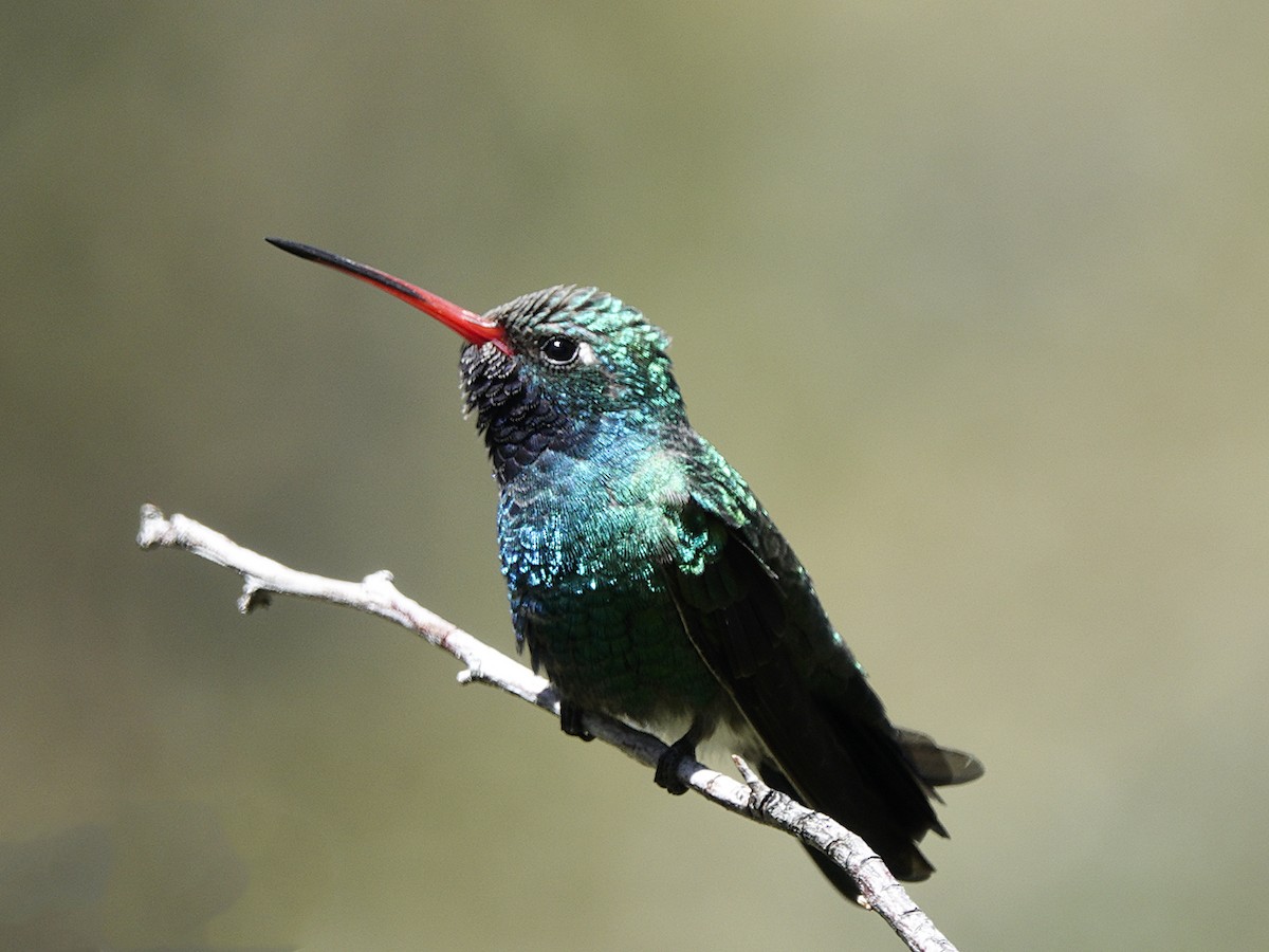 Colibrí Piquiancho Común - ML616262524