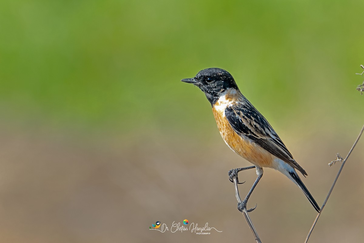 Siberian Stonechat - Dr Chetan Hansalia