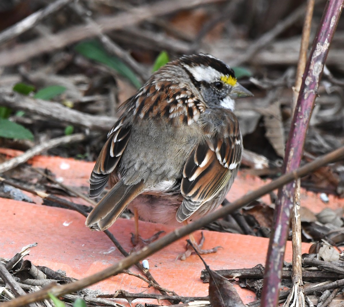 White-throated Sparrow - David True