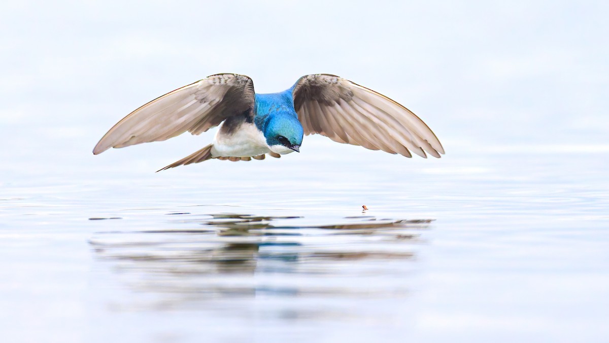 Tree Swallow - ML616262576