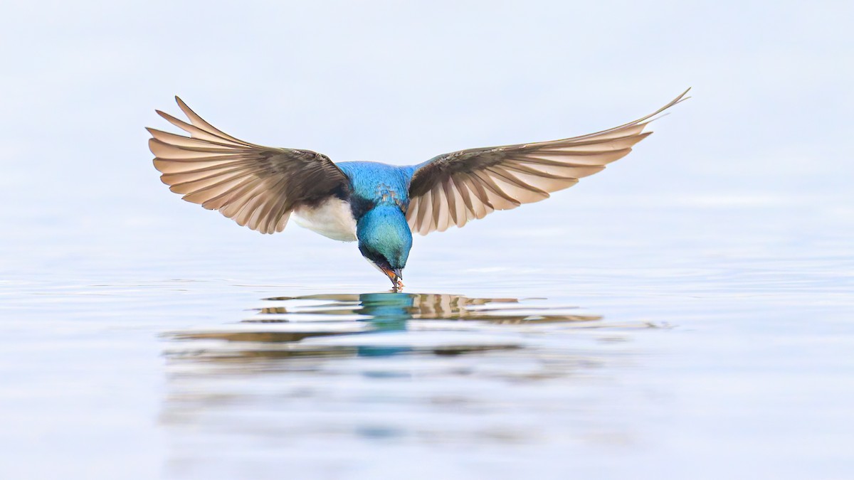 Tree Swallow - ML616262577