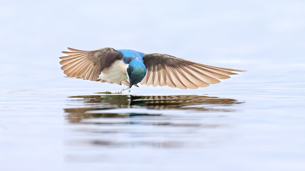 Tree Swallow - ML616262578